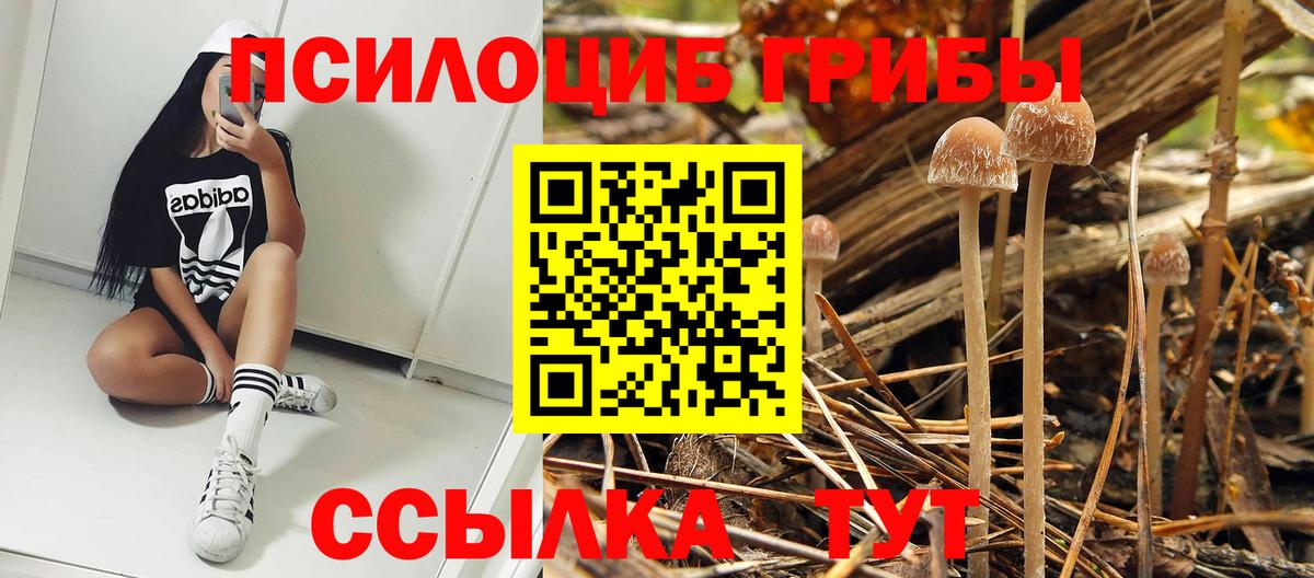 Псилоцибиновые грибы мицелий Похвистнево